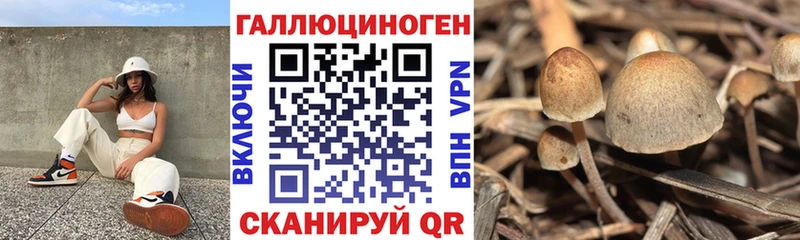 Псилоцибиновые грибы Cubensis  Нижний Тагил 